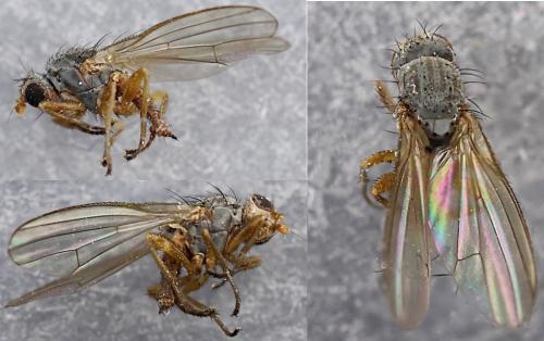 Neoleria ruficeps